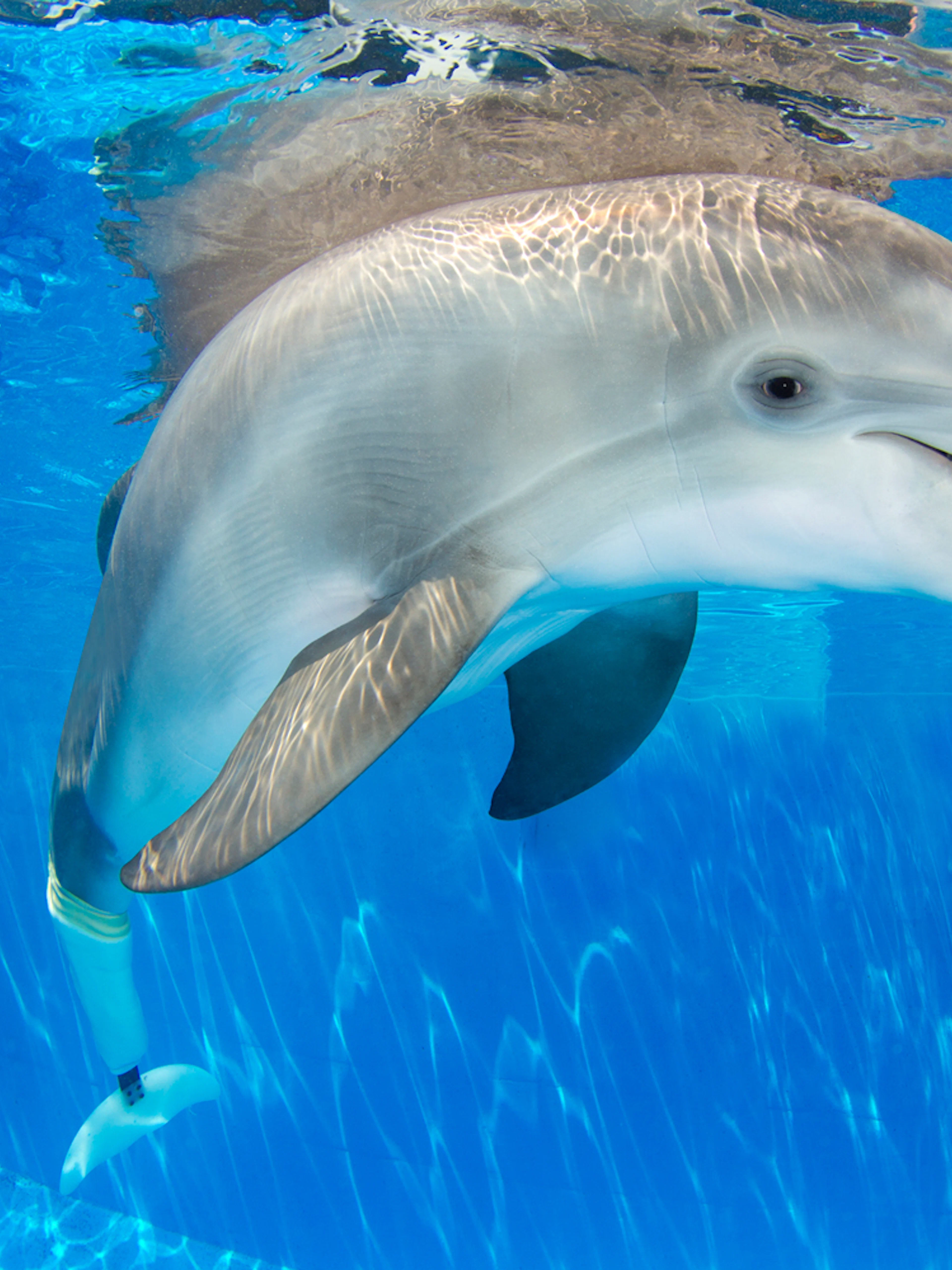 Dolphin swimming underwater during Clearwater Beach Dolphin Encounter Tour.