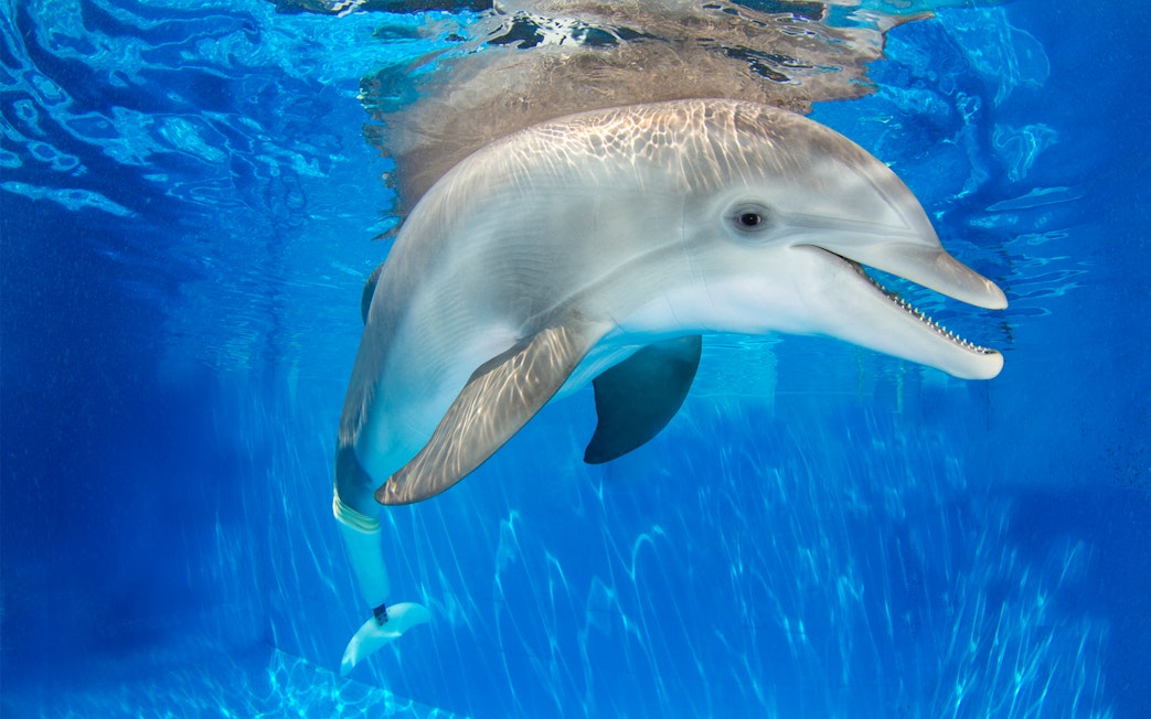Dolphin swimming underwater during Clearwater Beach Dolphin Encounter Tour.