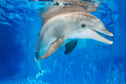 Visite à la rencontre des dauphins et visite de la plage de Clearwater