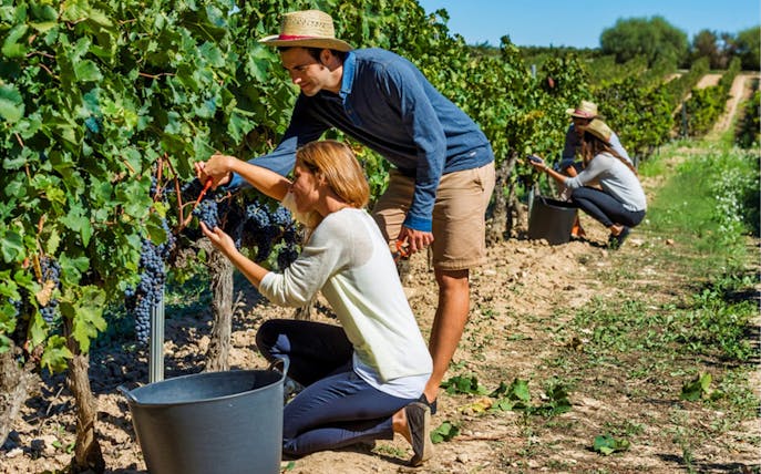 People harvesting grapes in a vineyard during El Penedès Hike & Wines Tour.