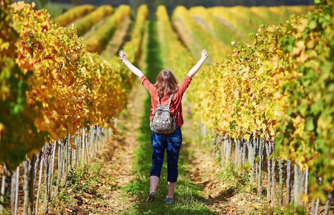 Person walking through vineyard in El Penedès during hike and wine tour.