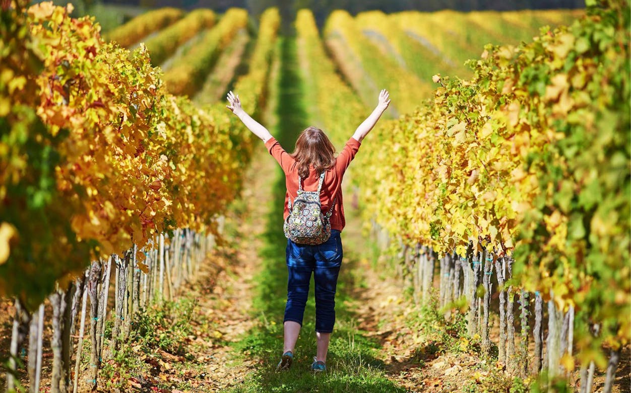 Person walking through vineyard in El Penedès during hike and wine tour.