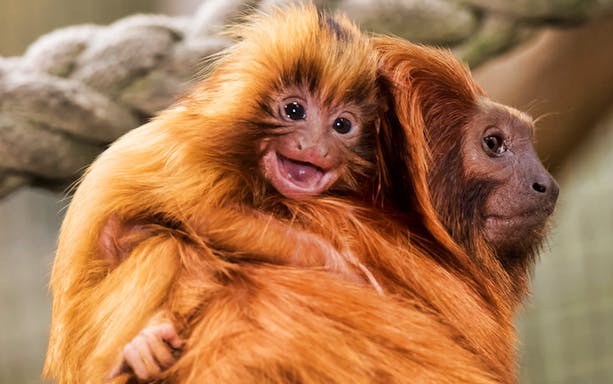 Tamarin monkeys in Mogo Wildlife Park, one smiling and the other looking away.