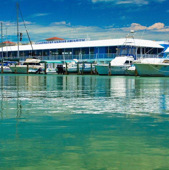 Exploring Clearwater Aquarium’s spectacular marine life