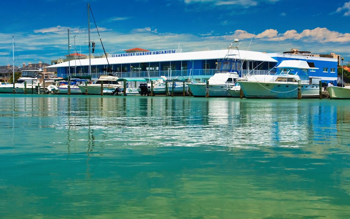 clearwater marine aquarium tickets-1 clearwater marine aquarium tickets-1
