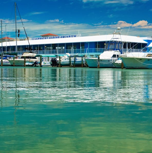 Exploring Clearwater Aquarium’s spectacular marine life