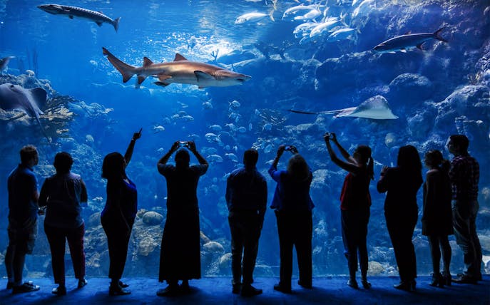Visitors viewing marine life at Tampa ZooQuarium aquarium exhibit.