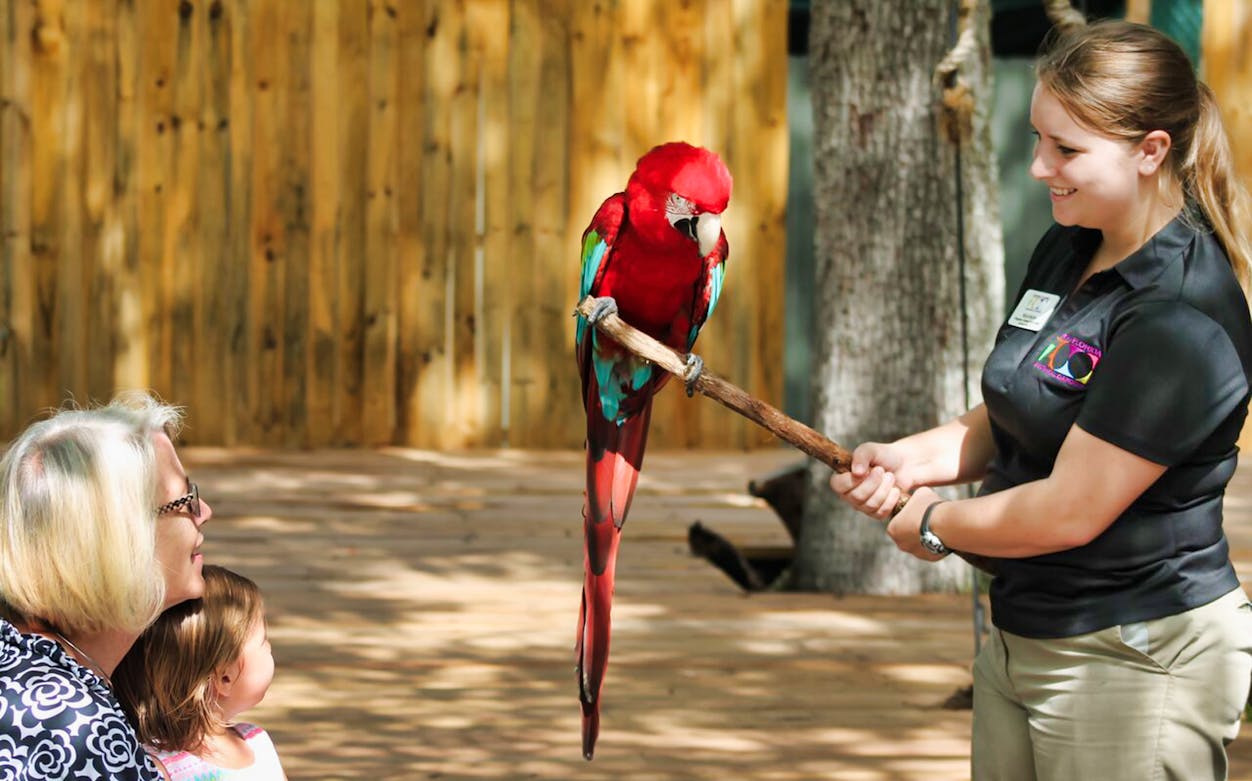 Parrot perched on a stick held by a zookeeper at Central Florida Zoo.