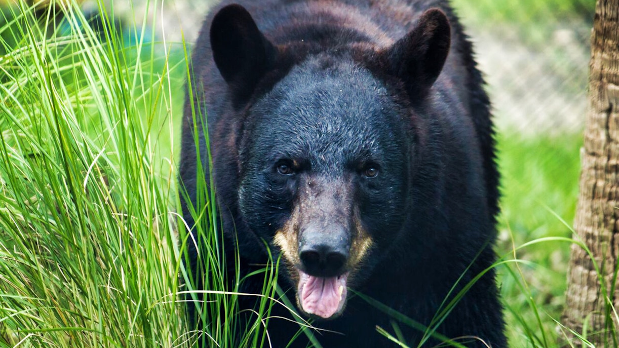 Central florida zoo & botanical gardens