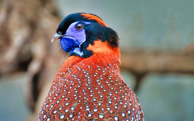 Colorful bird at Zoo Koki, available with skip the line tickets.