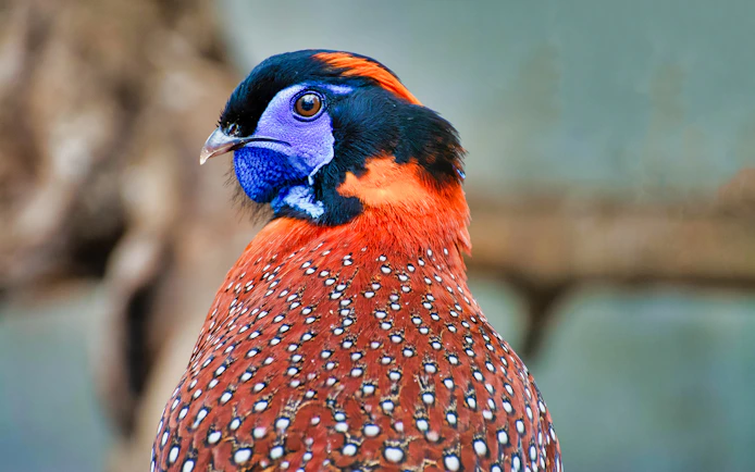 Colorful bird at Zoo Koki, available with skip the line tickets.