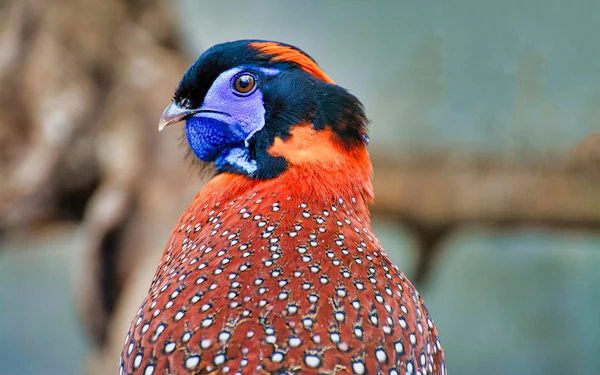 Skip-the-Line Tickets to Zoo Koki