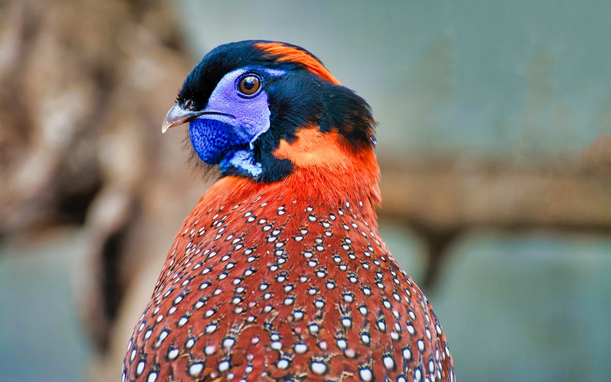 Colorful bird at Zoo Koki, available with skip the line tickets.