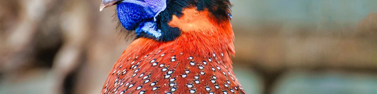 Biglietti Salta la Coda per lo Zoo Koki