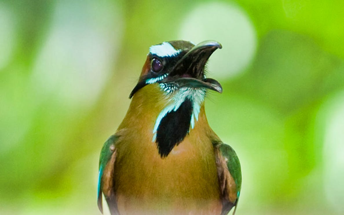 Colorful bird in Cancun forest during bird watching tour.