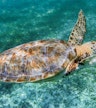 Sea Turtle Conservation Center
