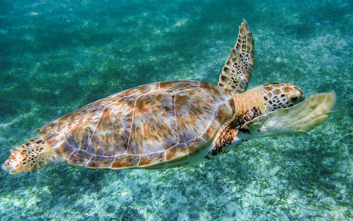 Sea turtle swimming underwater in Cancun.