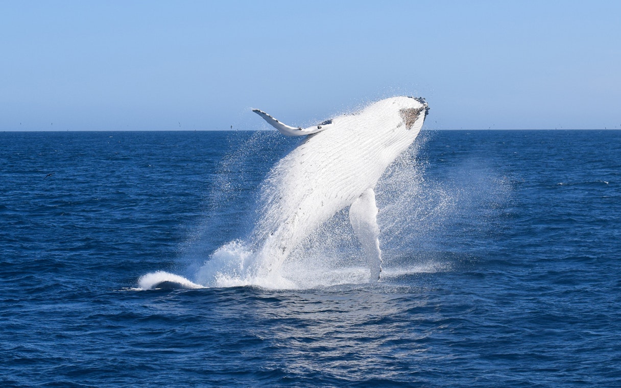 Whale breaching in the ocean during Wilsons Prom Whale Adventure Cruise.