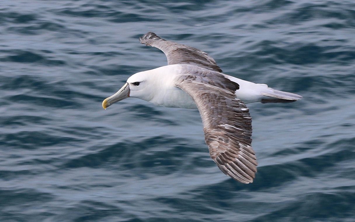 Albatross flying over ocean during Wilsons Prom Whale Adventure Cruise.