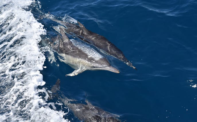 Dolphins swimming near a boat during Wilsons Prom Whale Adventure Cruise.