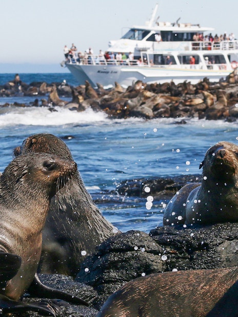 Seals on rocks with a tour boat in the background during a Phillip Island seal watching cruise.