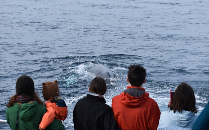Phillip Island dolphin and whale cruise with tourists observing marine life.