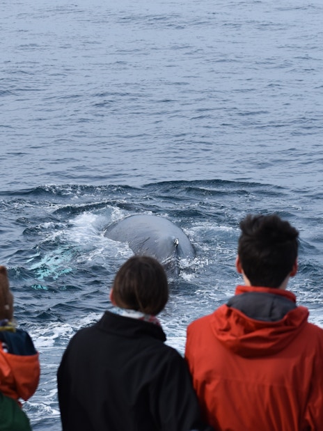 Phillip Island dolphin and whale cruise with tourists observing marine life.