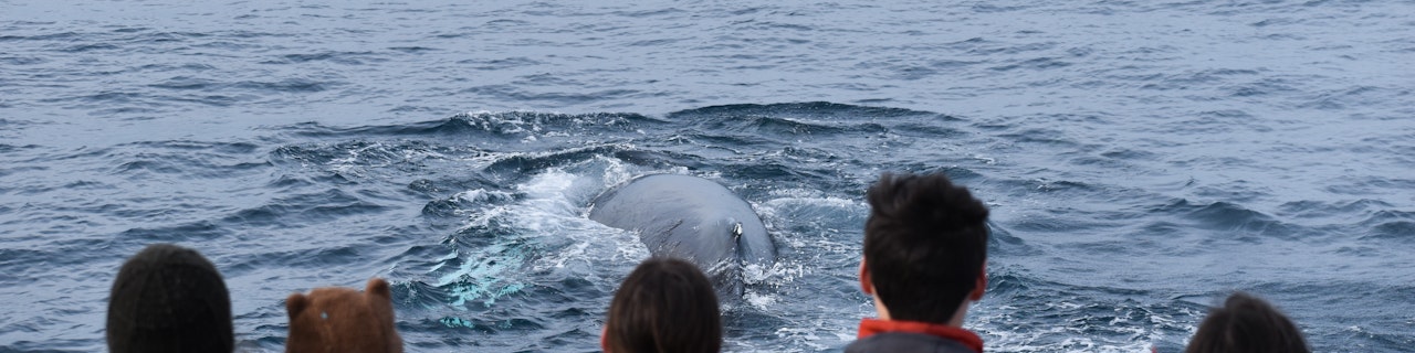 Crociera con delfini e balene a Phillip Island