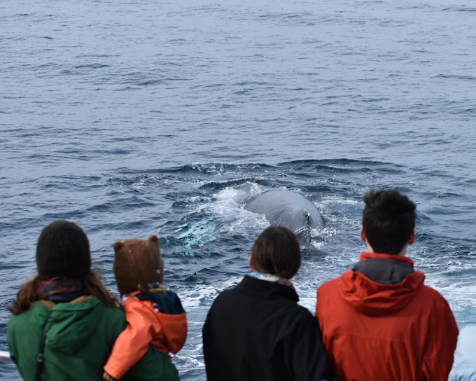 Phillip Island Dolphin & Whale Cruise
