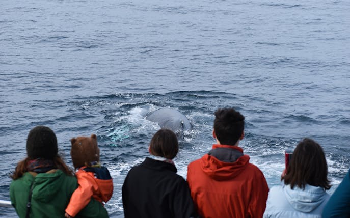 Phillip Island dolphin and whale cruise with tourists observing marine life.