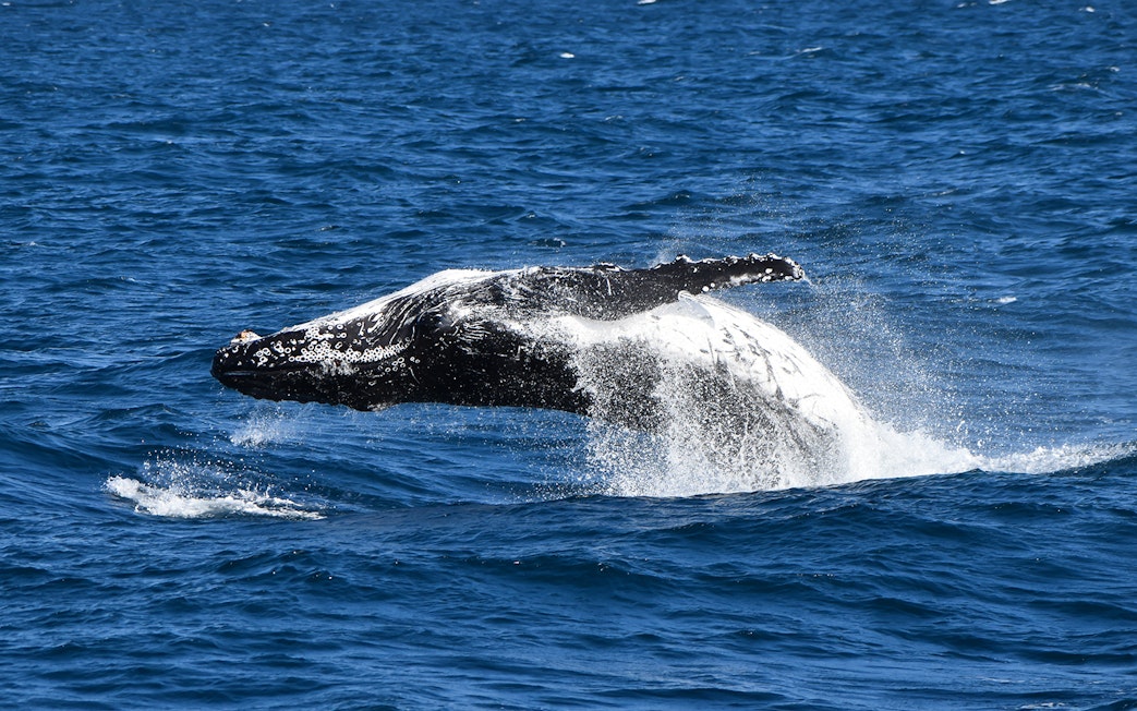 Whale breaching in ocean during Phillip Island Dolphin & Whale Cruise.