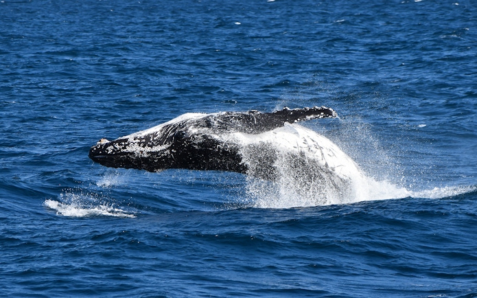Whale breaching in ocean during Phillip Island Dolphin & Whale Cruise.