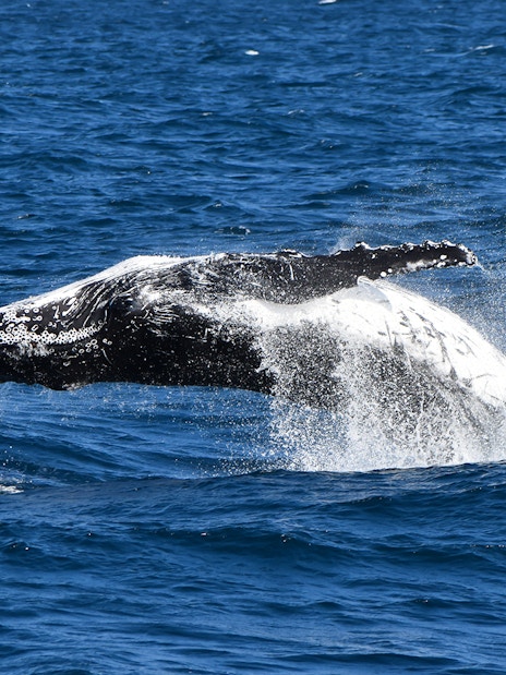 Whale breaching in ocean during Phillip Island Dolphin & Whale Cruise.