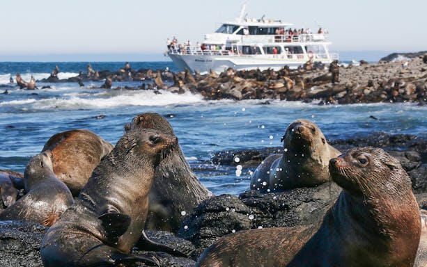 Seals on rocks with a tour boat in the background during Phillip Island whale cruise.