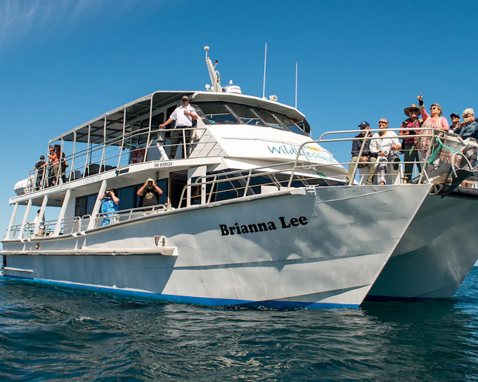 Phillip Island Winter Whale Cruise with Morning Tea