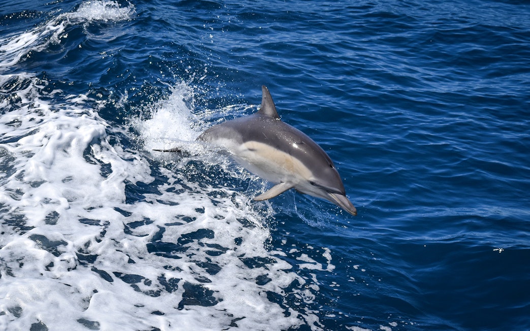 Dolphin leaping from the water during Phillip Island Cape Woolamai cruise.