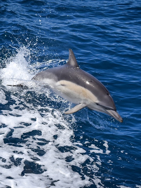 Dolphin leaping from the water during Phillip Island Cape Woolamai cruise.