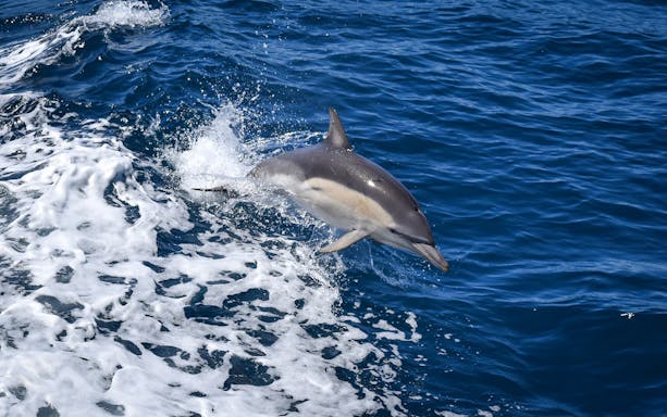 Dolphin leaping from the water during Phillip Island Cape Woolamai cruise.
