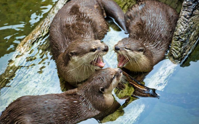 Otters interacting in water at Acquario di Cattolica.