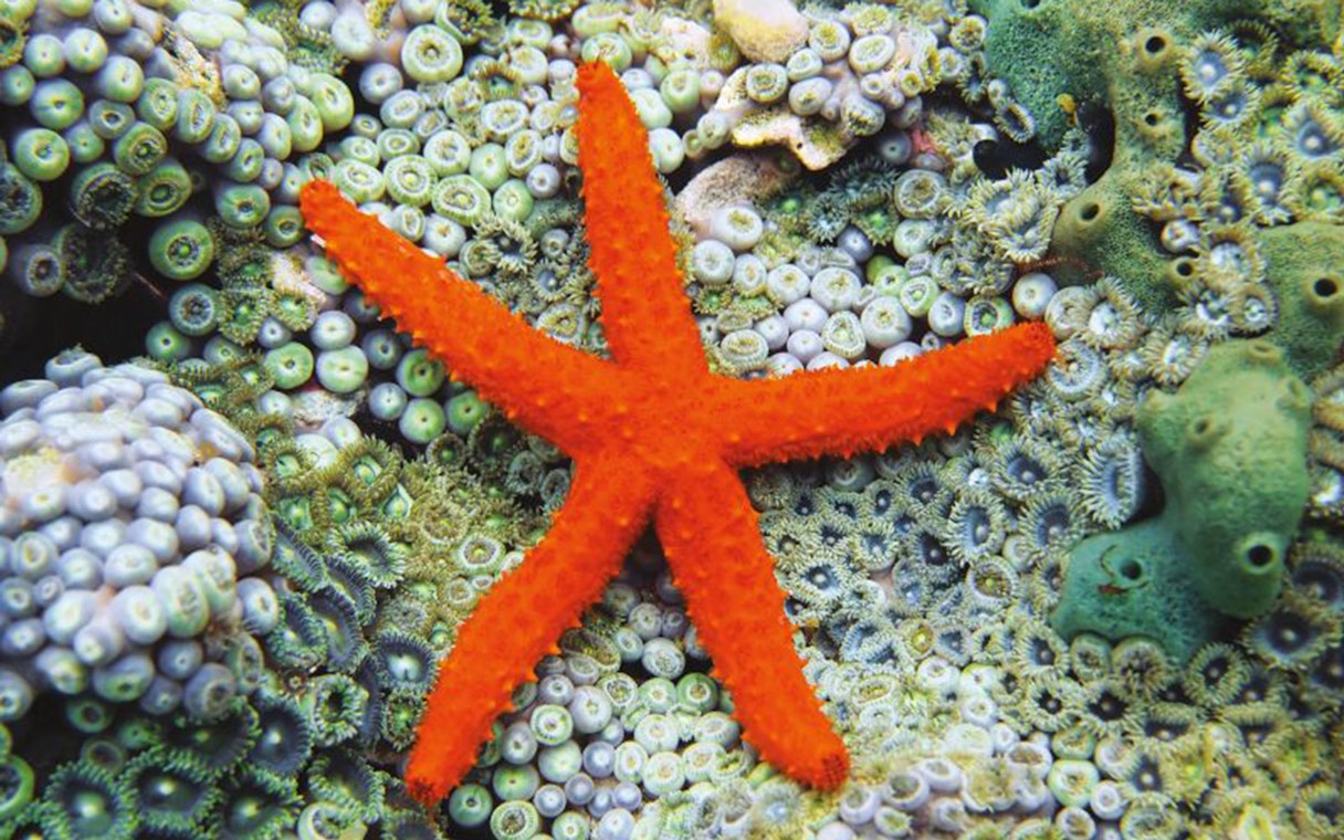 Orange starfish on coral at Acquario di Cattolica.