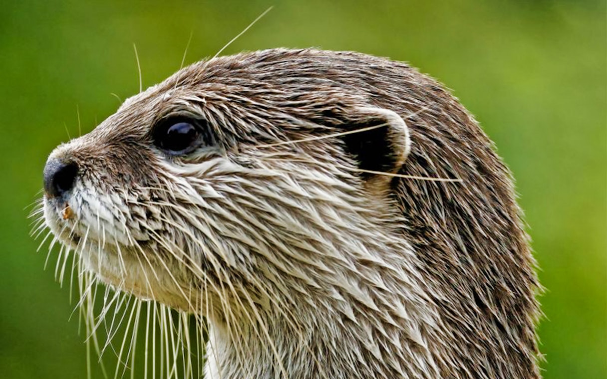 Otter at Acquario di Cattolica, Italy.