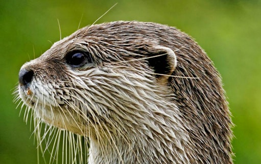 Otter at Acquario di Cattolica, Italy.