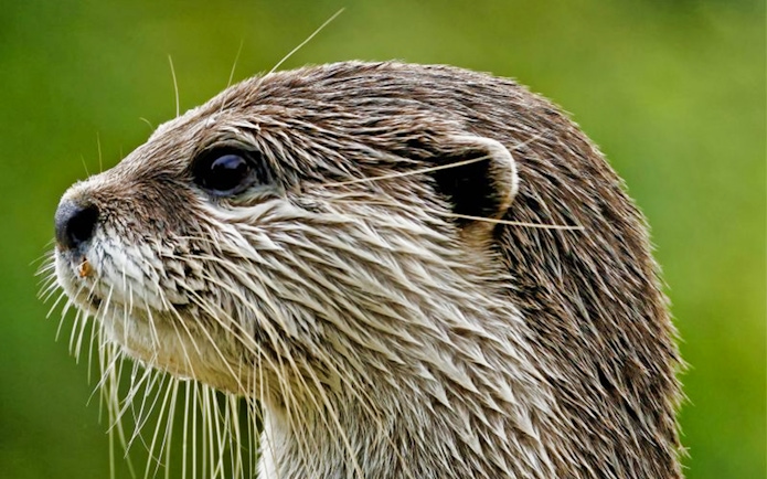 Otter at Acquario di Cattolica, Italy.