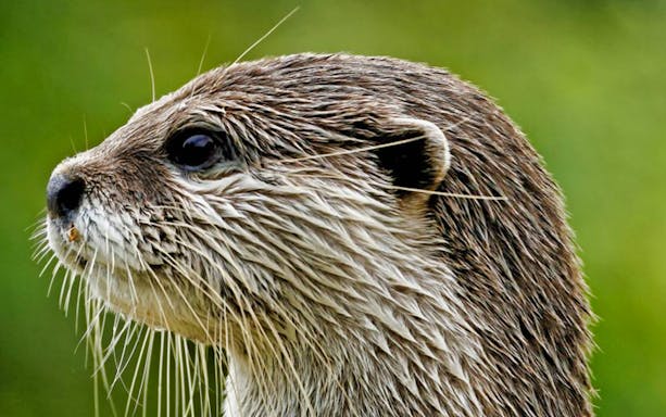 Otter at Acquario di Cattolica, Italy.