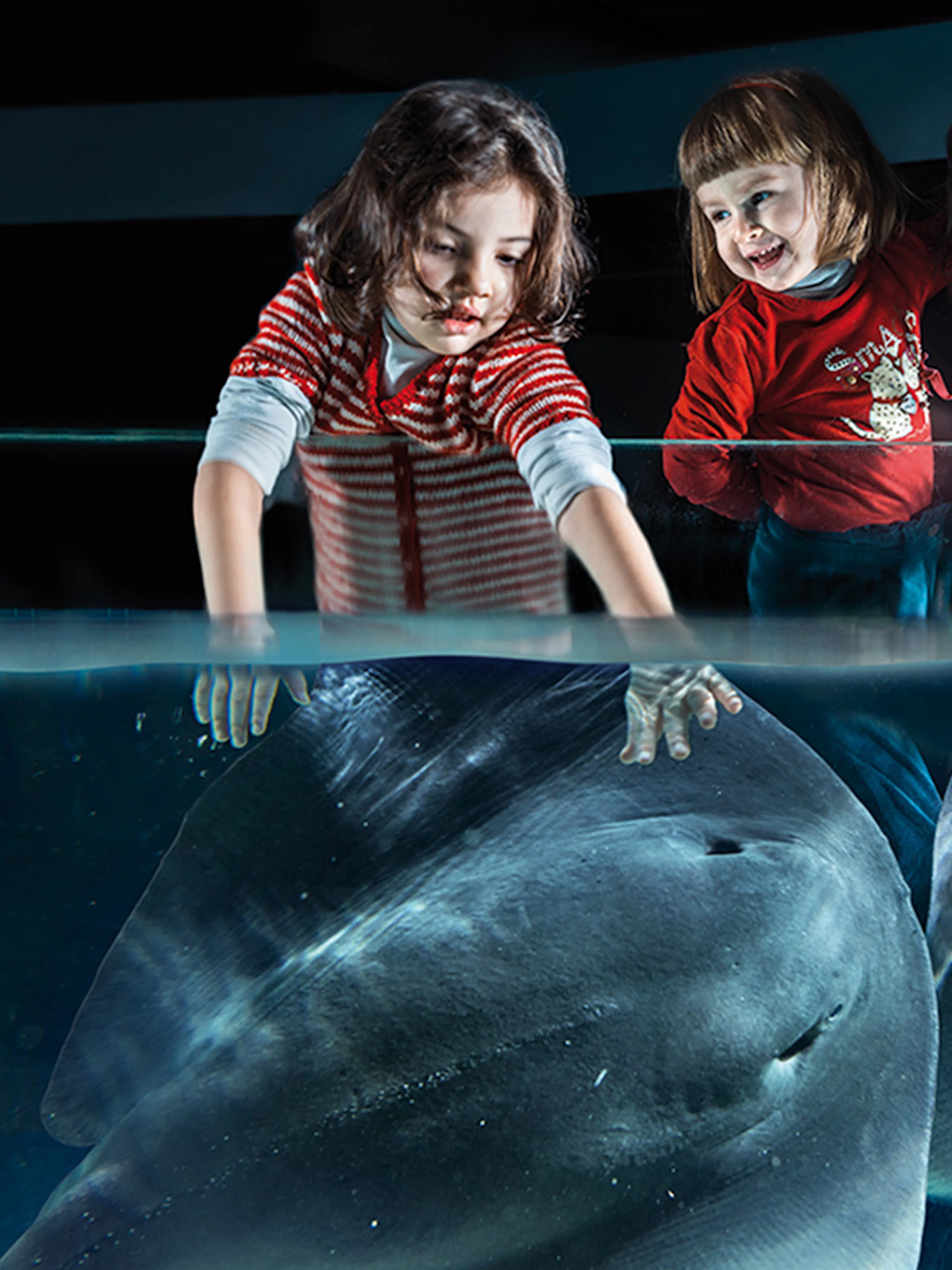 Children interacting with rays at Acquario di Cattolica.