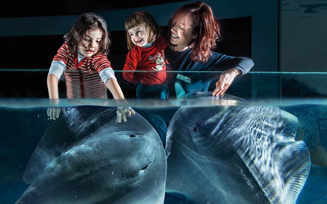 Children interacting with rays at Acquario di Cattolica.