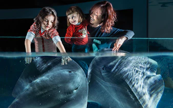 Children interacting with rays at Acquario di Cattolica.