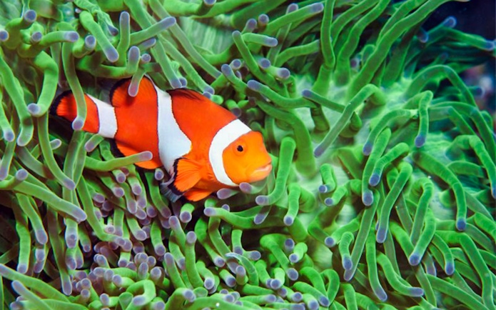 Clownfish swimming among sea anemones at Acquario di Cattolica.