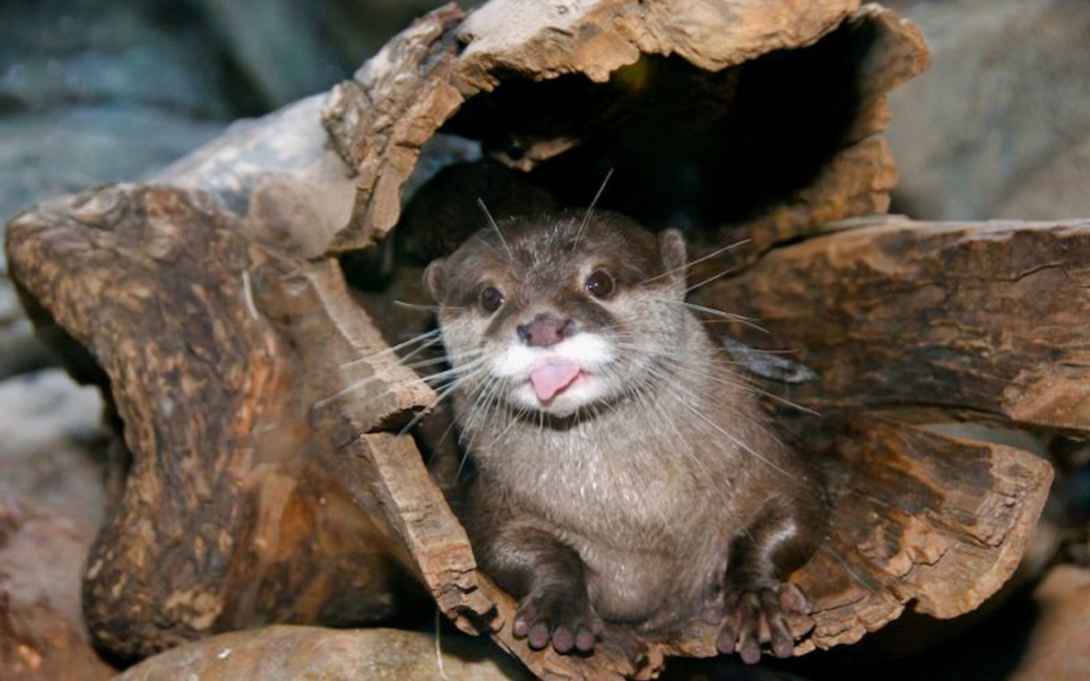 Otter in a log at Acquario di Cattolica.