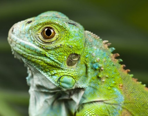 Cattolica aquarium - Green Route